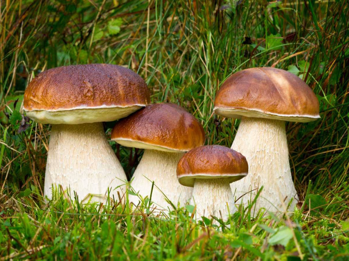 Cèpes