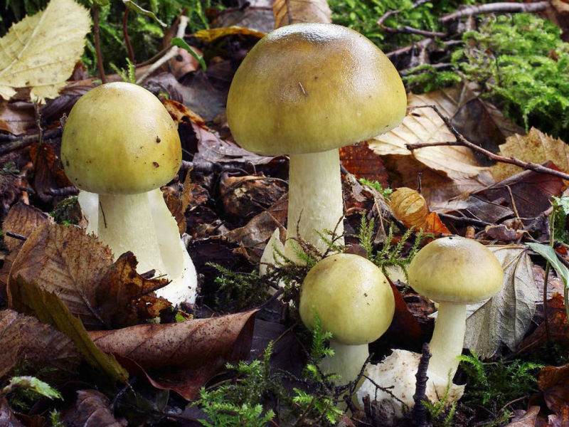 Groene knolamaniet