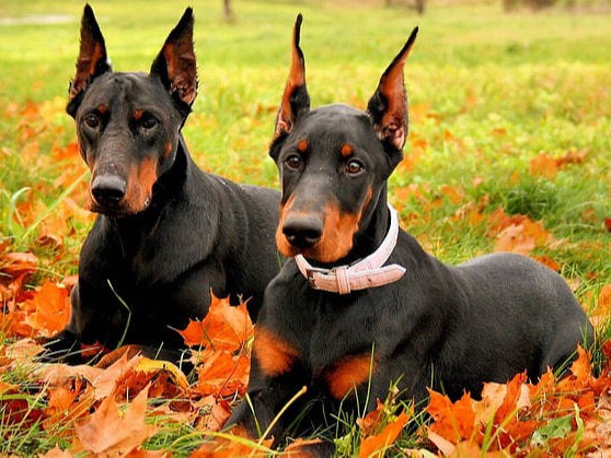 Dobermanns